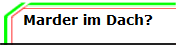 Marder im Dach?

